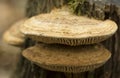 Fungus on a tree, macro photo