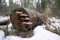 Fungus on the tree in natural environment. Mushroom and moss grows on the stump. Royalty Free Stock Photo