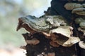 Fungus on a tree Royalty Free Stock Photo