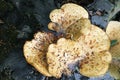 Fungus On Tree Stump