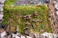 Fungus on a tree stump covered with moss Royalty Free Stock Photo