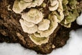 Fungus on a tree in winter Royalty Free Stock Photo