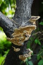 wild fungus that grows on the trunk of a tree Royalty Free Stock Photo