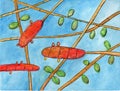 Fungus Trichophyton rubrum, hand-drawn illustration