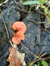 This fungus is a type of fungus that cannot be eaten, this mushroom has a beautiful yellow color