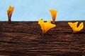 A yellow gelatinous fungus on old wood.