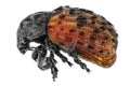 Fungus weevil beetle