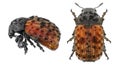 Fungus weevil beetle