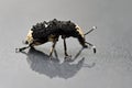 Fungus weevils Platystomos albinus Royalty Free Stock Photo