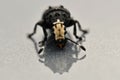 Fungus weevils Platystomos albinus