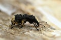 Fungus weevils Platystomos albinus Royalty Free Stock Photo