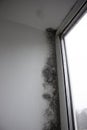 Fungus on the window walls, excessive moisture on the windows causes mold in winter. Royalty Free Stock Photo