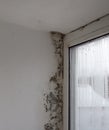 Fungus on the window walls, excessive moisture on the windows causes mold in winter. Royalty Free Stock Photo