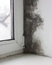 Fungus on the window and walls from excessive moisture in winter. Royalty Free Stock Photo