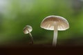 Fungus on wood Royalty Free Stock Photo