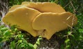 Fungus yellow excrescences
