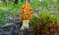 Fungus Yellow morel (Morchella esculenta) - commonly known as common morel