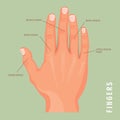 5 names of fingers. Vector poster with human hand. Isolated background. Royalty Free Stock Photo