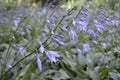 Funkia hosta lancifolia Royalty Free Stock Photo