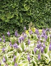 Funkia - Hosta Mediovariegata flower in bloom Royalty Free Stock Photo