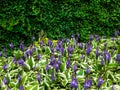 Funkia - Hosta Mediovariegata flower in bloom Royalty Free Stock Photo