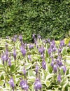 Funkia - Hosta Mediovariegata flower in bloom Royalty Free Stock Photo