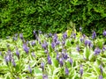 Funkia - Hosta Mediovariegata flower in bloom Royalty Free Stock Photo