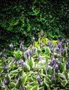 Funkia - Hosta Mediovariegata flower in bloom