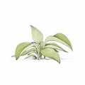 Handmade Illustration of a Funkia plant Royalty Free Stock Photo