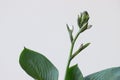 Funkia sina plant with flower on white background Royalty Free Stock Photo