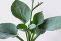 Funkia sina plant with flower on white background Royalty Free Stock Photo