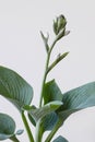 Funkia sina plant with flower on white background Royalty Free Stock Photo