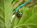 Funky Ladybird Beetle