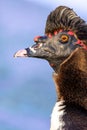 Funky looking male Muscovy Duck portrait. Funny animals looking like punk rock star Royalty Free Stock Photo