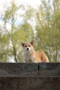 funne corgi with light fur Royalty Free Stock Photo