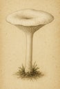 Funnel-Capped Mushroom with Decurrent Gills Royalty Free Stock Photo