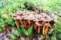 Funnel Chanterelle mushroom in forest