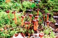 Funnel Chanterelle mushroom in forest