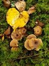 Funnel chanterelles growing in the moss