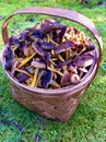 Funnel chanterelles in wooden basket in the forest