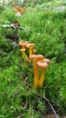 Funnel chanterelles, craterellus tubaeformis, growing on moss in a forest - Finland, Northern Europe