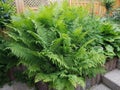 Funnel fern, Matteuccia struthiopteris