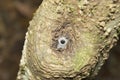 Funnel like web of spider , Amba , Kolhapur , Maharashtra