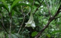 A funnel shaped large cream color flower hangs facing towards the ground