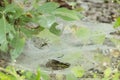 Funnel Spider on Web Royalty Free Stock Photo