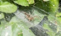A Funnel Weaver Spider Agelenidae Waiting for Prey in a Dense Plant