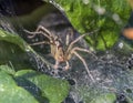 Funnel Weaver Spider, Agelenopsis