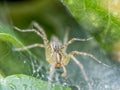 Funnel Weaver Spider, Agelenopsis