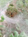 Spider - Agelenidae - Funnel Web Spider Royalty Free Stock Photo