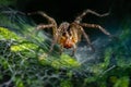 Funnel Web Spider (Agelenopsis) portrait